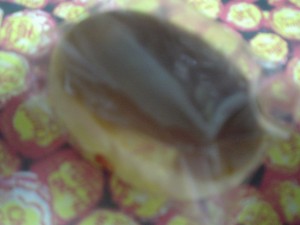 DSC03246